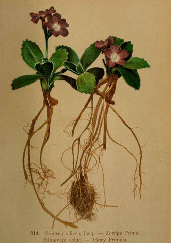 Reproducción/Reproduction 6389255587: Atlas de la flora alpine 4. Genève,Georg & Co.,1899