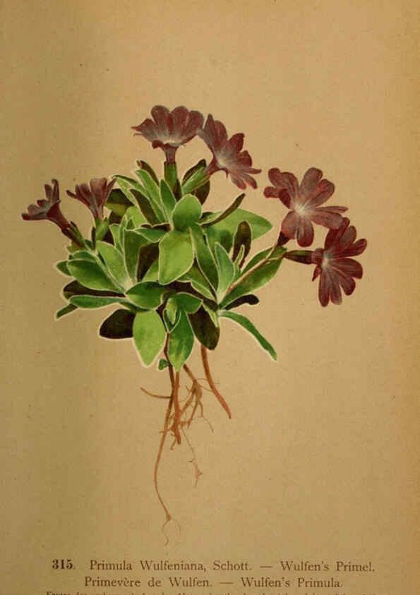Reproducción/Reproduction 6389256021: Atlas de la flora alpine 4. Genève,Georg & Co.,1899
