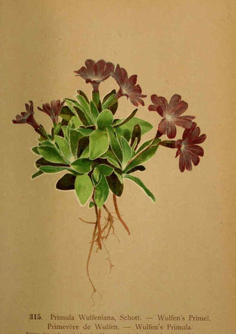Reproducción/Reproduction 6389256021: Atlas de la flora alpine 4. Genève,Georg & Co.,1899