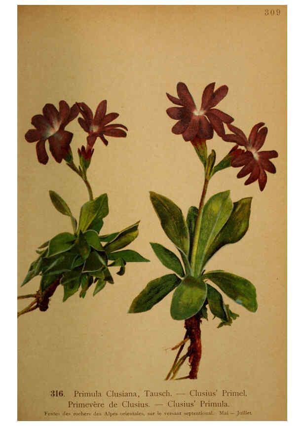 Reproducción/Reproduction 6389256629: Atlas de la flora alpine 4. Genève,Georg & Co.,1899