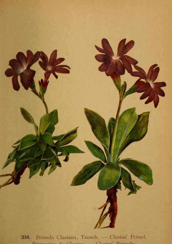 Reproducción/Reproduction 6389256629: Atlas de la flora alpine 4. Genève,Georg & Co.,1899