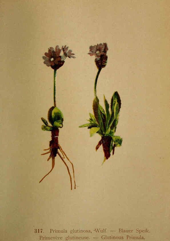 Reproducción/Reproduction 6389257219: Atlas de la flora alpine 4. Genève,Georg & Co.,1899
