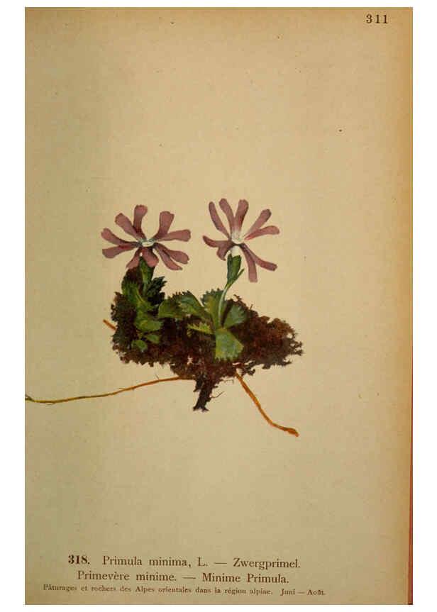 Reproducción/Reproduction 6389257813: Atlas de la flora alpine 4. Genève,Georg & Co.,1899