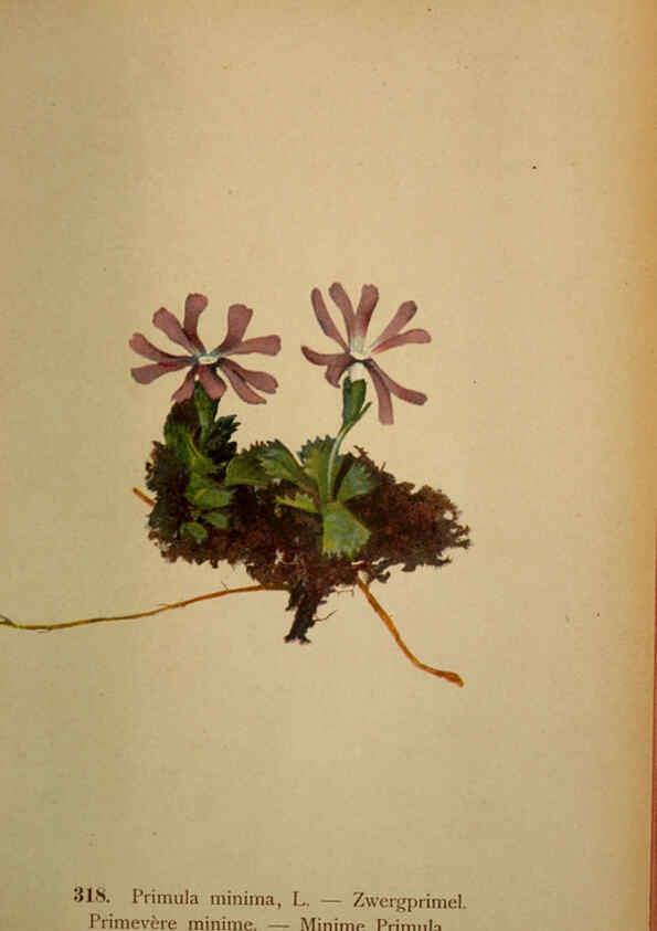 Reproducción/Reproduction 6389257813: Atlas de la flora alpine 4. Genève,Georg & Co.,1899