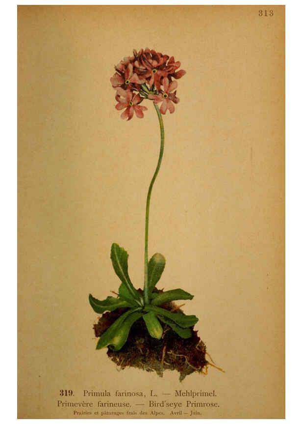Reproducción/Reproduction 6389258283: Atlas de la flora alpine 4. Genève,Georg & Co.,1899