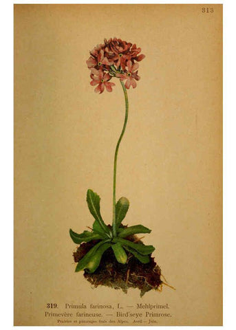 Reproducción/Reproduction 6389258283: Atlas de la flora alpine 4. Genève,Georg & Co.,1899