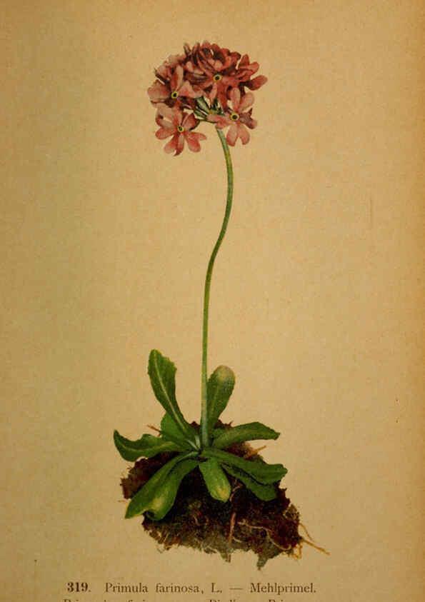 Reproducción/Reproduction 6389258283: Atlas de la flora alpine 4. Genève,Georg & Co.,1899