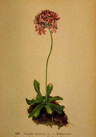 Reproducción/Reproduction 6389258283: Atlas de la flora alpine 4. Genève,Georg & Co.,1899