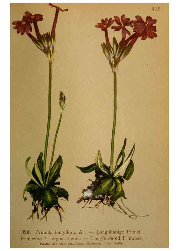 Reproducción/Reproduction 6389258743: Atlas de la flora alpine 4. Genève,Georg & Co.,1899
