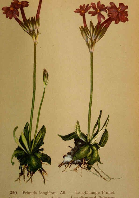 Reproducción/Reproduction 6389258743: Atlas de la flora alpine 4. Genève,Georg & Co.,1899