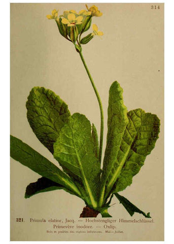 Reproducción/Reproduction 6389259361: Atlas de la flora alpine 4. Genève,Georg & Co.,1899