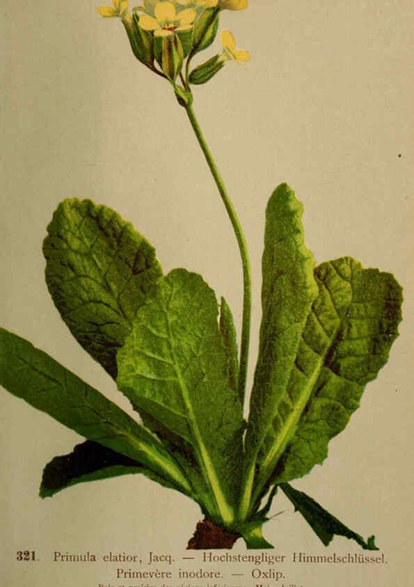 Reproducción/Reproduction 6389259361: Atlas de la flora alpine 4. Genève,Georg & Co.,1899