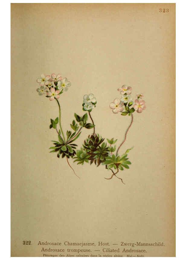 Reproducción/Reproduction 6389259963: Atlas de la flora alpine 4. Genève,Georg & Co.,1899
