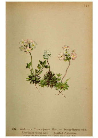 Reproducción/Reproduction 6389259963: Atlas de la flora alpine 4. Genève,Georg & Co.,1899