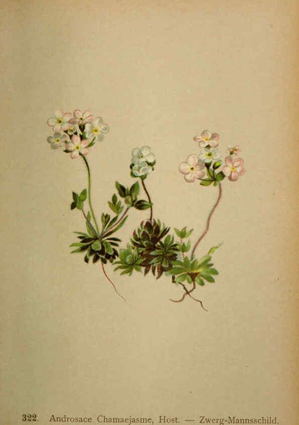 Reproducción/Reproduction 6389259963: Atlas de la flora alpine 4. Genève,Georg & Co.,1899