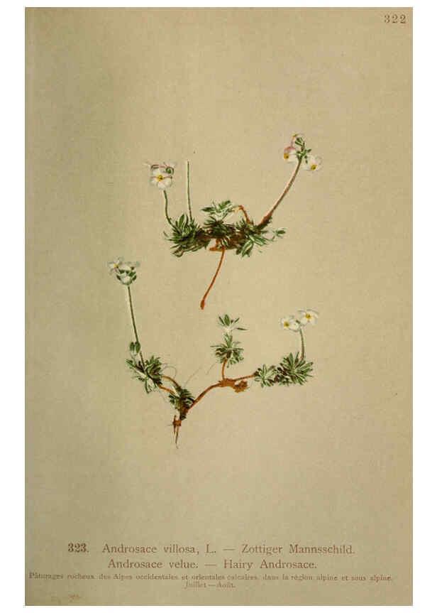 Reproducción/Reproduction 6389260445: Atlas de la flora alpine 4. Genève,Georg & Co.,1899