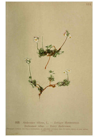 Reproducción/Reproduction 6389260445: Atlas de la flora alpine 4. Genève,Georg & Co.,1899