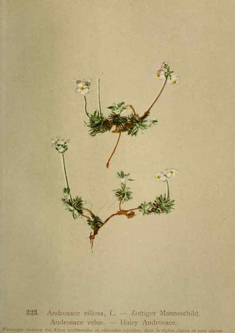 Reproducción/Reproduction 6389260445: Atlas de la flora alpine 4. Genève,Georg & Co.,1899
