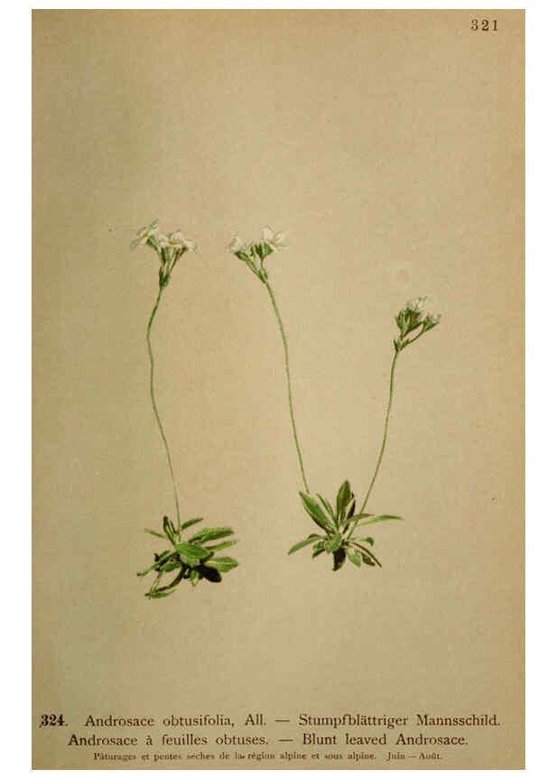 Reproducción/Reproduction 6389261045: Atlas de la flora alpine 4. Genève,Georg & Co.,1899