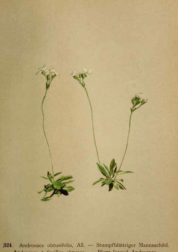 Reproducción/Reproduction 6389261045: Atlas de la flora alpine 4. Genève,Georg & Co.,1899