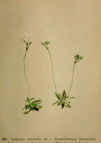 Reproducción/Reproduction 6389261045: Atlas de la flora alpine 4. Genève,Georg & Co.,1899