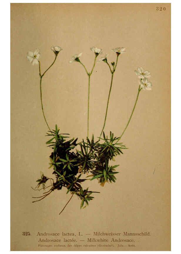 Reproducción/Reproduction 6389261645: Atlas de la flora alpine 4. Genève,Georg & Co.,1899