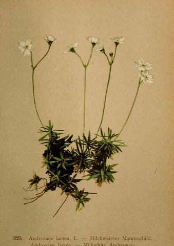 Reproducción/Reproduction 6389261645: Atlas de la flora alpine 4. Genève,Georg & Co.,1899