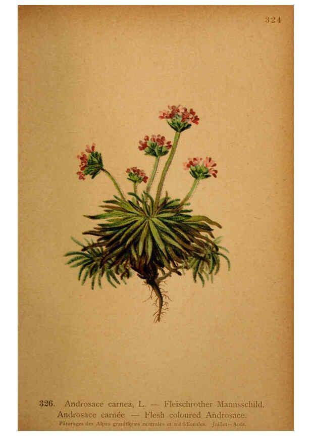 Reproducción/Reproduction 6389262099: Atlas de la flora alpine 4. Genève,Georg & Co.,1899