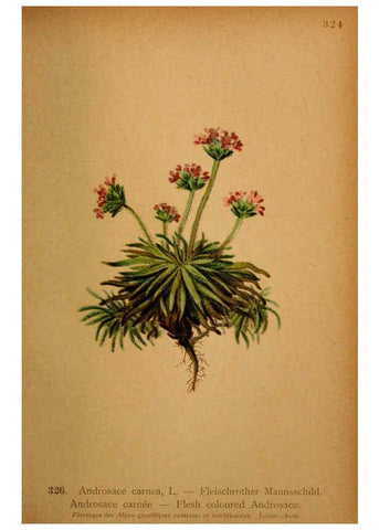 Reproducción/Reproduction 6389262099: Atlas de la flora alpine 4. Genève,Georg & Co.,1899
