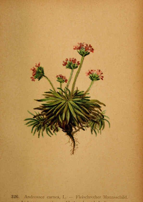Reproducción/Reproduction 6389262099: Atlas de la flora alpine 4. Genève,Georg & Co.,1899