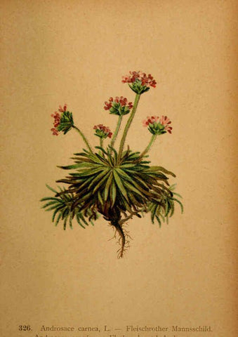 Reproducción/Reproduction 6389262099: Atlas de la flora alpine 4. Genève,Georg & Co.,1899