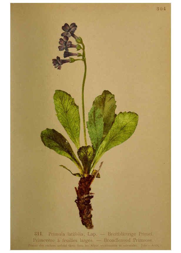 Reproducción/Reproduction 6389253903: Atlas de la flora alpine 4. Genève,Georg & Co.,1899