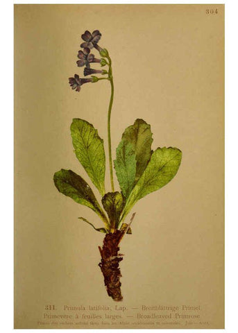 Reproducción/Reproduction 6389253903: Atlas de la flora alpine 4. Genève,Georg & Co.,1899