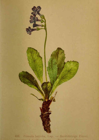 Reproducción/Reproduction 6389253903: Atlas de la flora alpine 4. Genève,Georg & Co.,1899