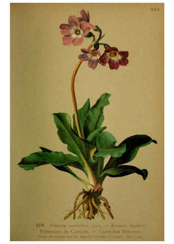 Reproducción/Reproduction 6389253307: Atlas de la flora alpine 4. Genève,Georg & Co.,1899