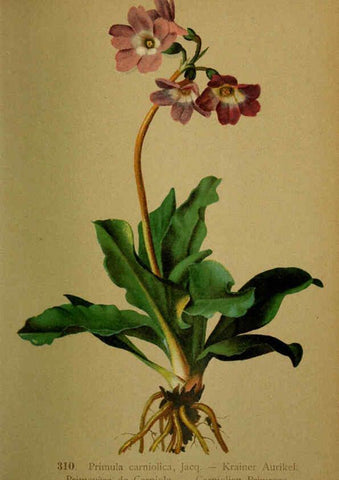 Reproducción/Reproduction 6389253307: Atlas de la flora alpine 4. Genève,Georg & Co.,1899
