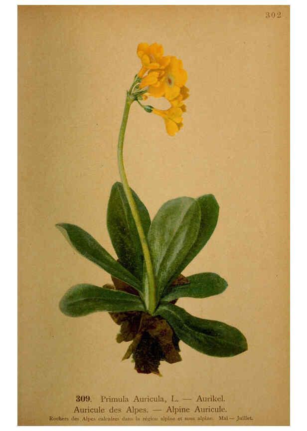 Reproducción/Reproduction 6389252859: Atlas de la flora alpine 4. Genève,Georg & Co.,1899