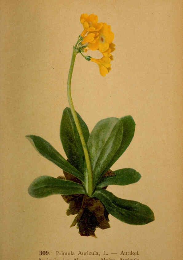 Reproducción/Reproduction 6389252859: Atlas de la flora alpine 4. Genève,Georg & Co.,1899