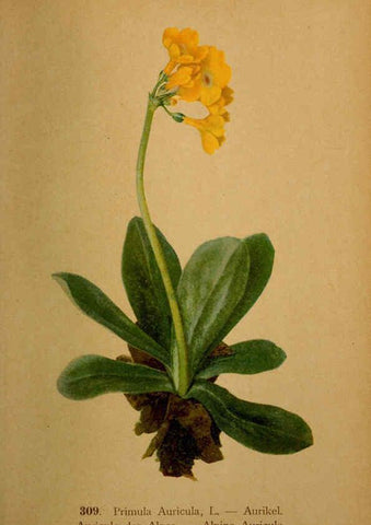 Reproducción/Reproduction 6389252859: Atlas de la flora alpine 4. Genève,Georg & Co.,1899