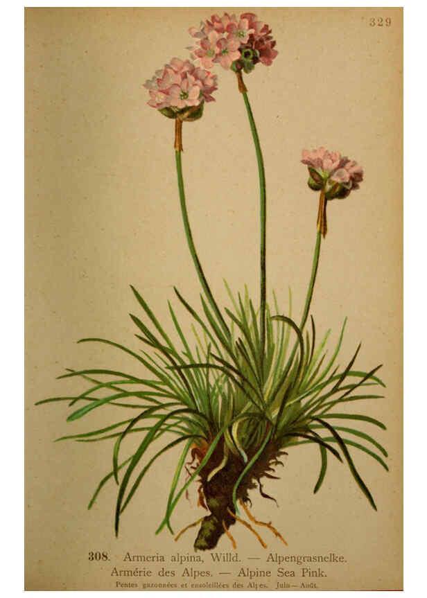 Reproducción/Reproduction 6389252393: Atlas de la flora alpine 4. Genève,Georg & Co.,1899