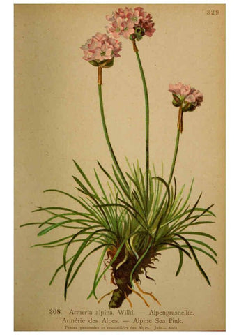 Reproducción/Reproduction 6389252393: Atlas de la flora alpine 4. Genève,Georg & Co.,1899