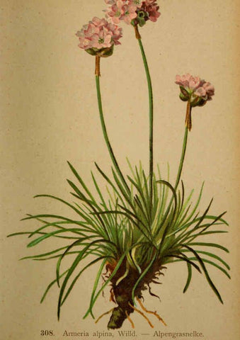 Reproducción/Reproduction 6389252393: Atlas de la flora alpine 4. Genève,Georg & Co.,1899