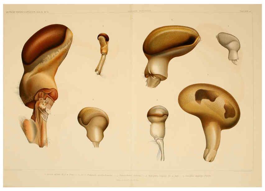 Reproducción/Reproduction 6389003455: Wissenschaftliche Ergebnisse der Deutschen Tiefsee-Expedition auf dem Dampfer ""Valdivia"" 1898-1899. bd.6. Atlas Jena,G. Fischer,1902-40