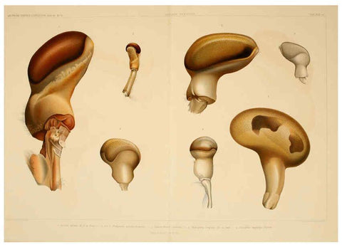 Reproducción/Reproduction 6389003455: Wissenschaftliche Ergebnisse der Deutschen Tiefsee-Expedition auf dem Dampfer ""Valdivia"" 1898-1899. bd.6. Atlas Jena,G. Fischer,1902-40
