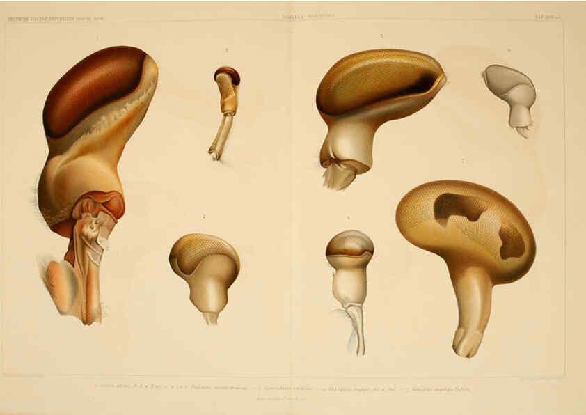 Reproducción/Reproduction 6389003455: Wissenschaftliche Ergebnisse der Deutschen Tiefsee-Expedition auf dem Dampfer ""Valdivia"" 1898-1899. bd.6. Atlas Jena,G. Fischer,1902-40