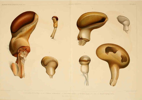 Reproducción/Reproduction 6389003455: Wissenschaftliche Ergebnisse der Deutschen Tiefsee-Expedition auf dem Dampfer ""Valdivia"" 1898-1899. bd.6. Atlas Jena,G. Fischer,1902-40