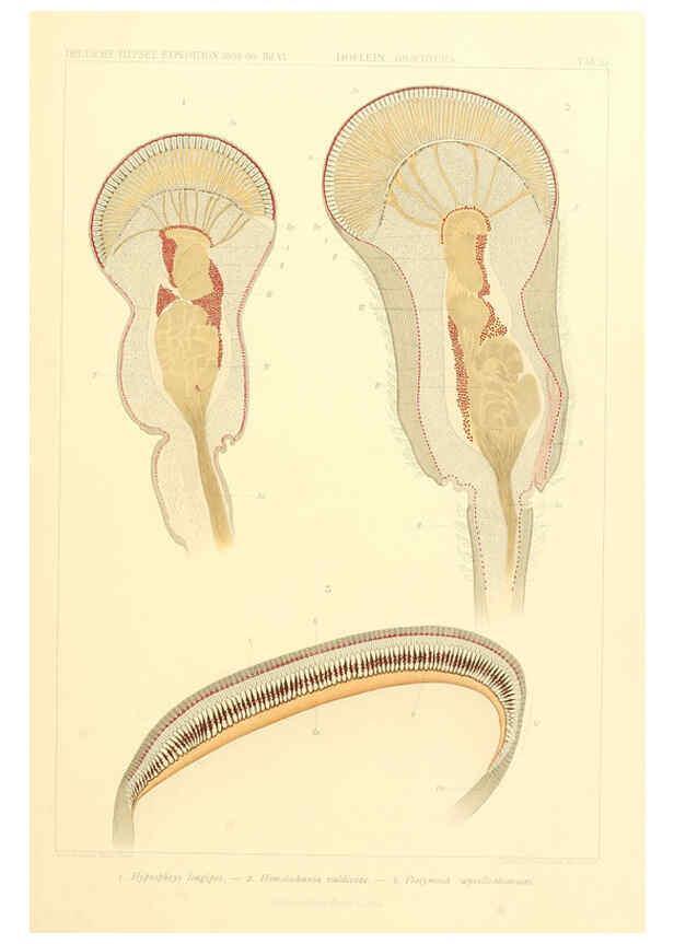 Reproducción/Reproduction 6389003755: Wissenschaftliche Ergebnisse der Deutschen Tiefsee-Expedition auf dem Dampfer ""Valdivia"" 1898-1899. bd.6. Atlas Jena,G. Fischer,1902-40
