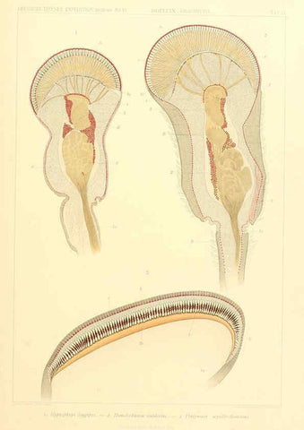 Reproducción/Reproduction 6389003755: Wissenschaftliche Ergebnisse der Deutschen Tiefsee-Expedition auf dem Dampfer ""Valdivia"" 1898-1899. bd.6. Atlas Jena,G. Fischer,1902-40
