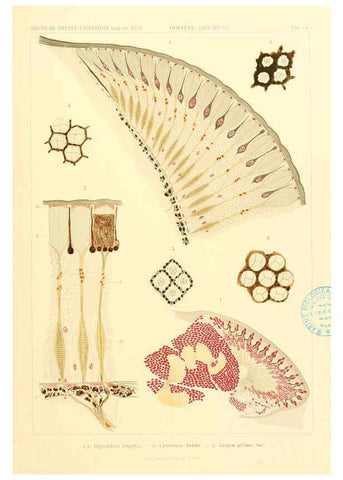 Reproducción/Reproduction 6389004035: Wissenschaftliche Ergebnisse der Deutschen Tiefsee-Expedition auf dem Dampfer ""Valdivia"" 1898-1899. bd.6. Atlas Jena,G. Fischer,1902-40