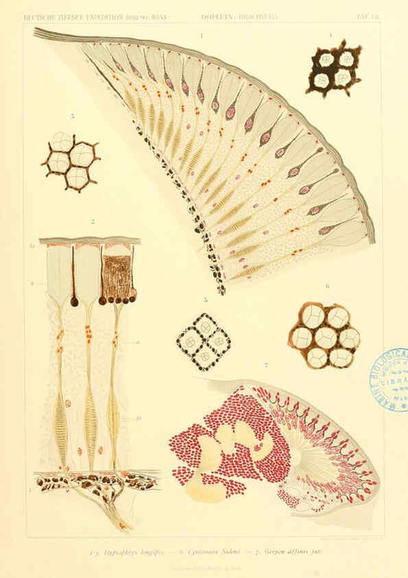 Reproducción/Reproduction 6389004035: Wissenschaftliche Ergebnisse der Deutschen Tiefsee-Expedition auf dem Dampfer ""Valdivia"" 1898-1899. bd.6. Atlas Jena,G. Fischer,1902-40